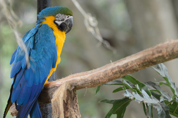 Arara Canindé