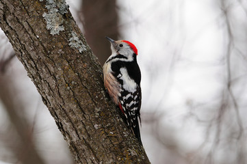 Middle spotted woodpecker sits on a tree covered with lichen.