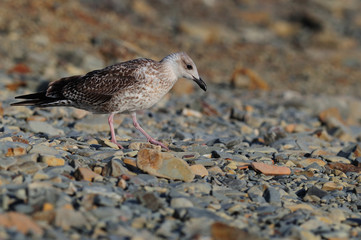 A young European herring gull walking on pebbles in search of food.
