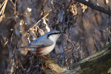 Wood nuthatch sits on a log against the background of a dry grass.