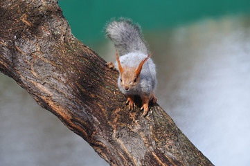 Eurasian red squirrel prepared for a long jump.
