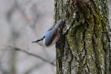 Eurasian nuthatch took a characteristic position on a tree covered with lichen.
