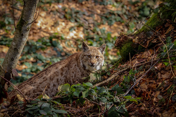 Luchs im bayerischen Wald