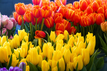 Bright bunches of colorful tulips at farmers market