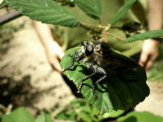 Insekt auf Blatt