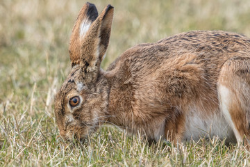 osterhase