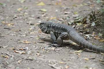 Animal