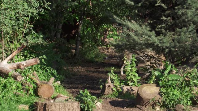Hungry wild grey wolf running in green forest sniffing bushes. Furry canis lupus wolf hunting in bushy national park with felled trees