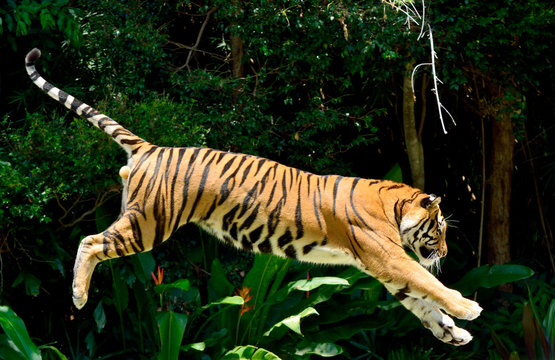 Fototapeta Tiger (Panthera tigris)