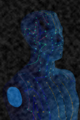 Medical acupuncture model of human