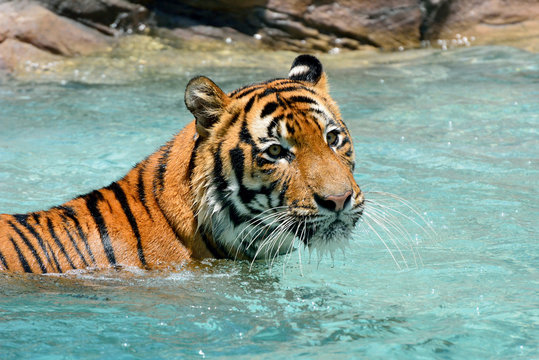 Tiger (Panthera tigris) relaxing in pool
