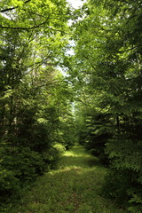 Fototapeta na wymiar forest trees. nature green wood sunlight backgrounds.
