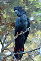 Red-tailed black cockatoo © Alizada Studios