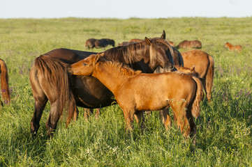 Horse foal on pasture. A herd of wild horses shown on Water island in atmospheric Rostov state...