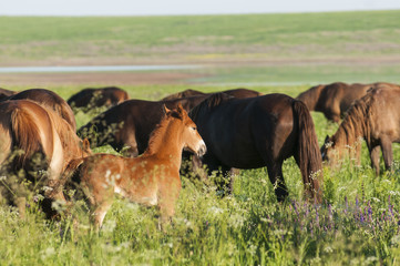 Horse foal on pasture. A herd of wild horses shown on Water island in atmospheric Rostov state...
