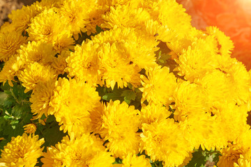 Yellow flowers texture
