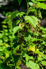 Currant bush in garden