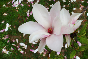fiore di magnolia.primavera