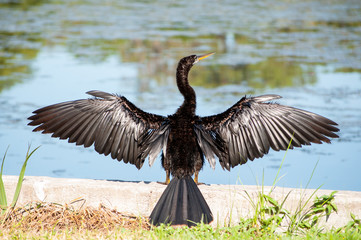 Anhinga wide spread wings drying in sun at Taylor Park