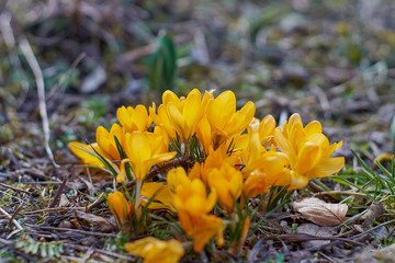 Crocusses in a park in the middle of munich