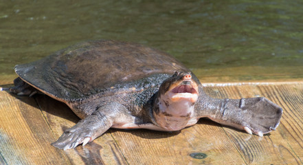 Sofshell Turtle at Narrows Nature Park