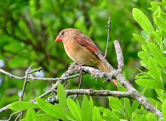 Northern Cardinal In Tree