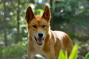 Dingo dog (Lupus Dingo) - Powered by Adobe