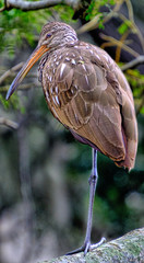 Limpkin in the Trees