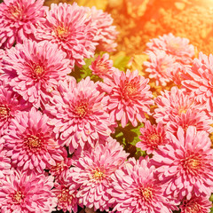 Pink Gerbera background