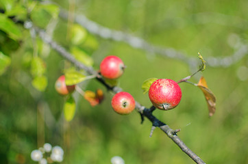 Red apples grow on the branches with leaves