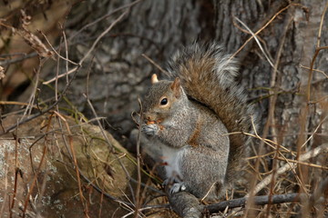 Naklejka na ściany i meble A gray squirrel sits on its haunches eating an acorn in the woods.