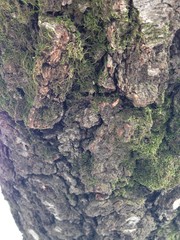 Bark of a tree-a sculptural portrait of the unknown other world