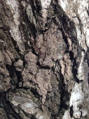 Bark of a tree-a sculptural portrait of the unknown other world