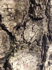 Bark of a tree-a sculptural portrait of the unknown other world