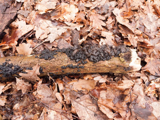 witches butter black fungi fungus growing on log forest floor spring; Exidia glandulosa