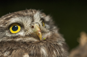 portrait of cute little owl with bokeh