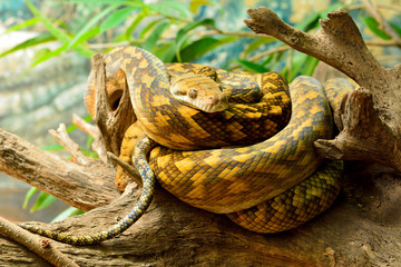 Scrub python (Morelia kinghorni)