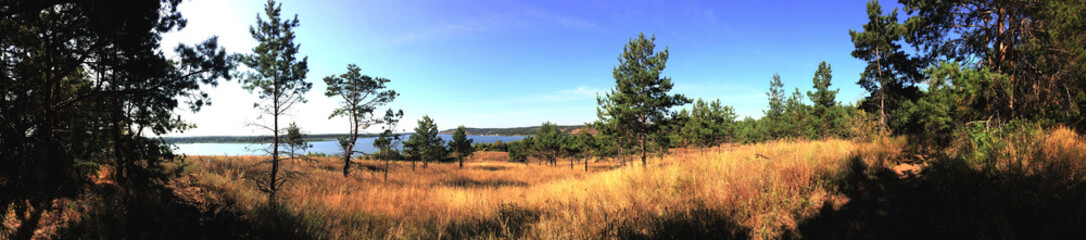 Obraz premium Pine forest lawn panorama