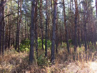Fototapeta premium Pine forest