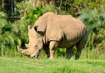 Fototapeta premium White rhinoceros (Ceratotherium simum)