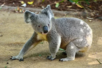 Lichtdoorlatende gordijnen Koala Koala die op de grond loopt