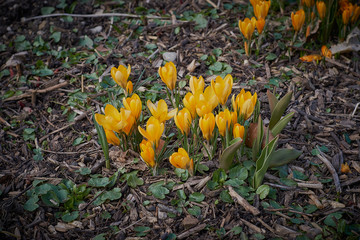Crocusses in a park in the middle of munich