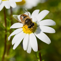 ape sulla margherita