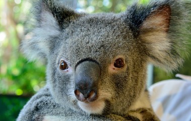 Naklejka premium Portrait of koala