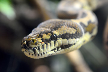 Naklejka premium Darwin Carpet Python (Morelia spilota variegata)