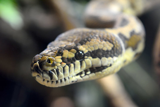 Darwin Carpet Python (Morelia spilota variegata)