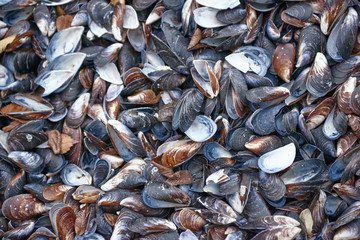 Background of mussels covering