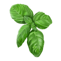 Green basil leaves illustration