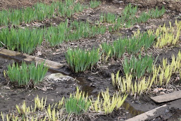Sprout of irises