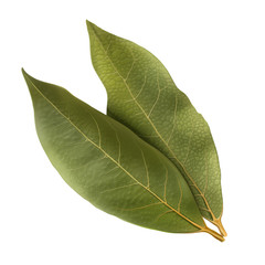 Obraz premium Bay leaf illustration